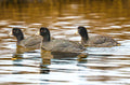 Three Coots and a Hoot