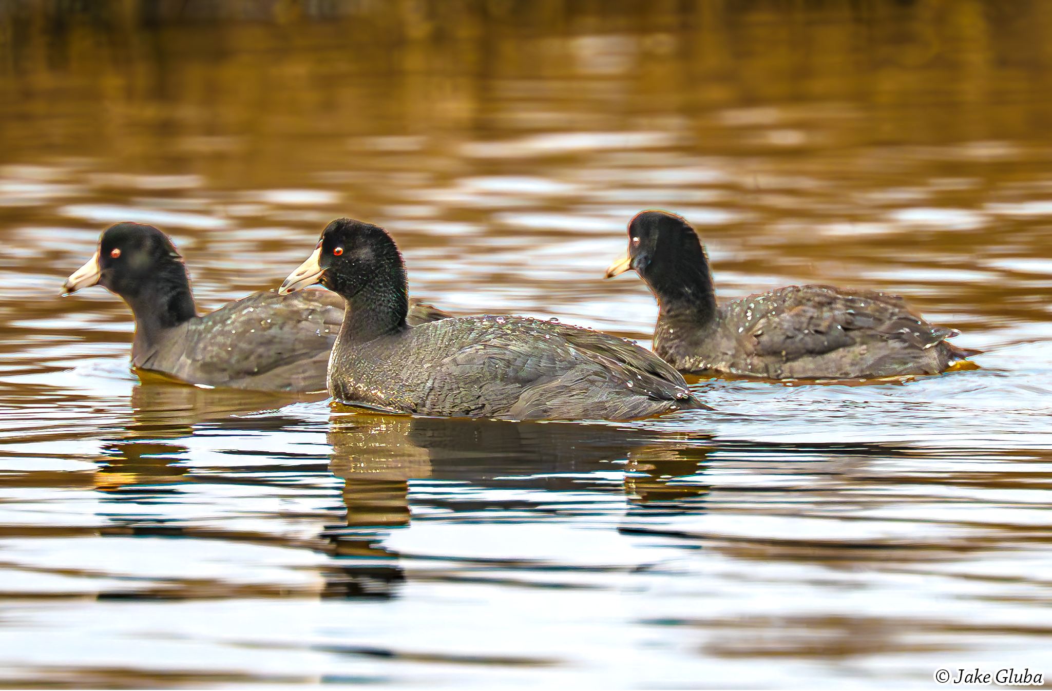 Three Coots and a Hoot