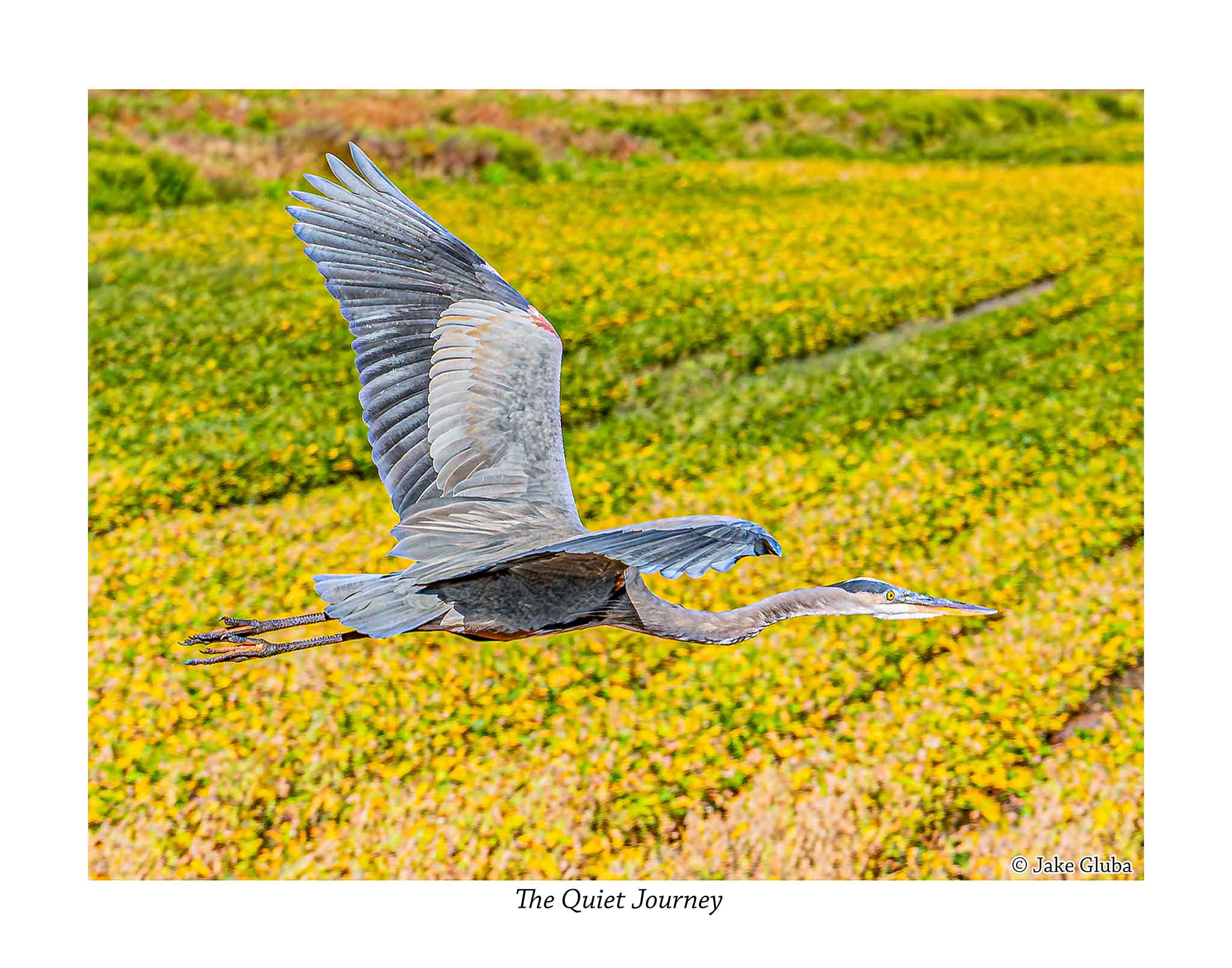 The Quiet Journey
