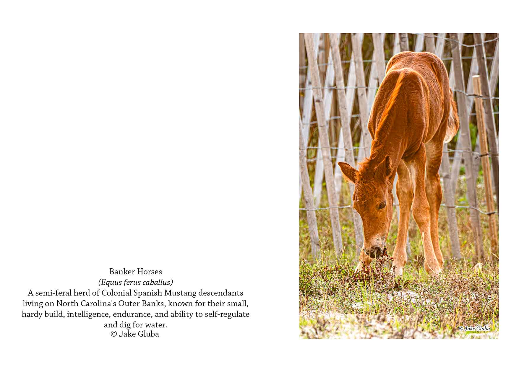 New Foal