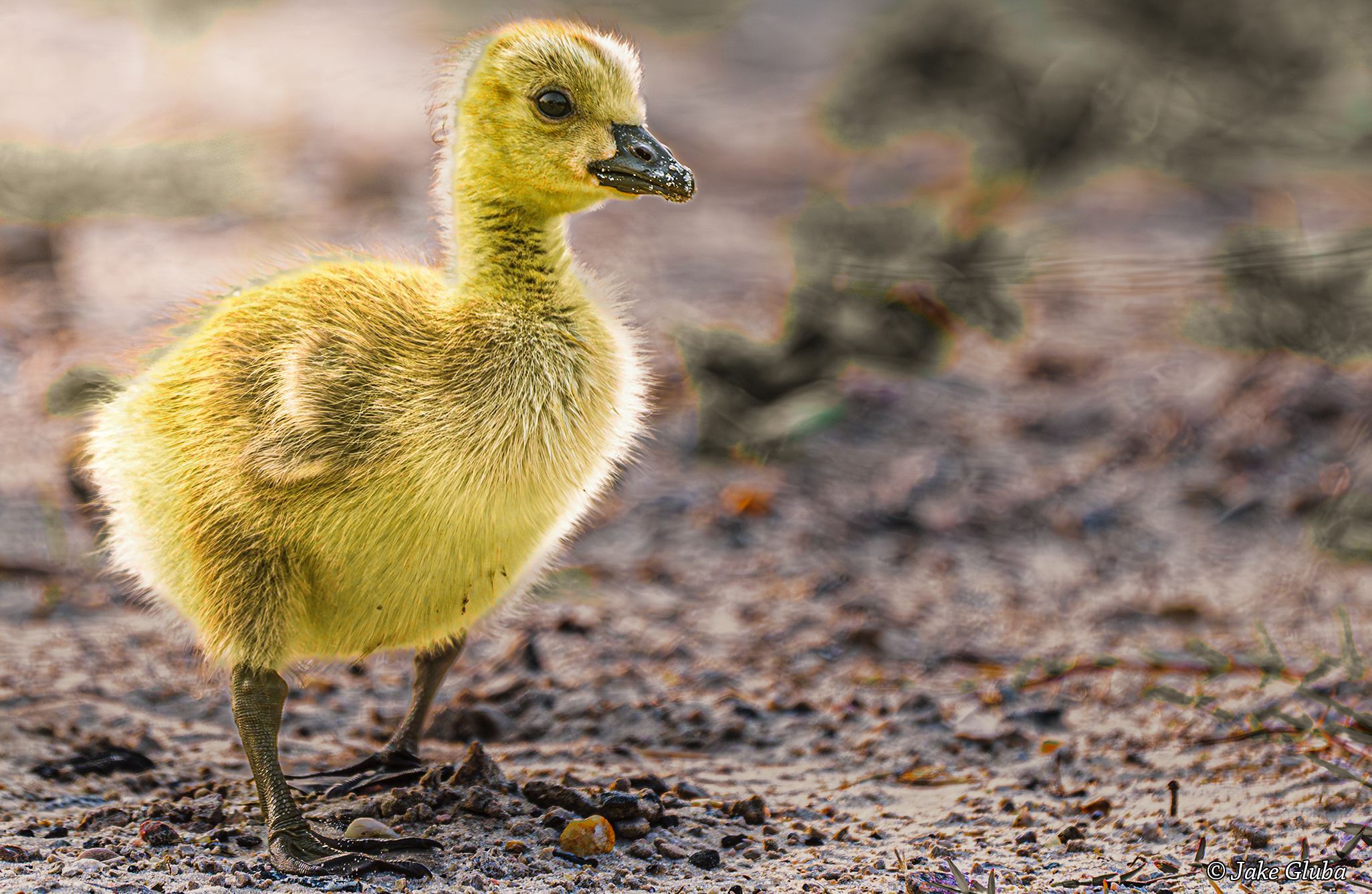 Baby Goose