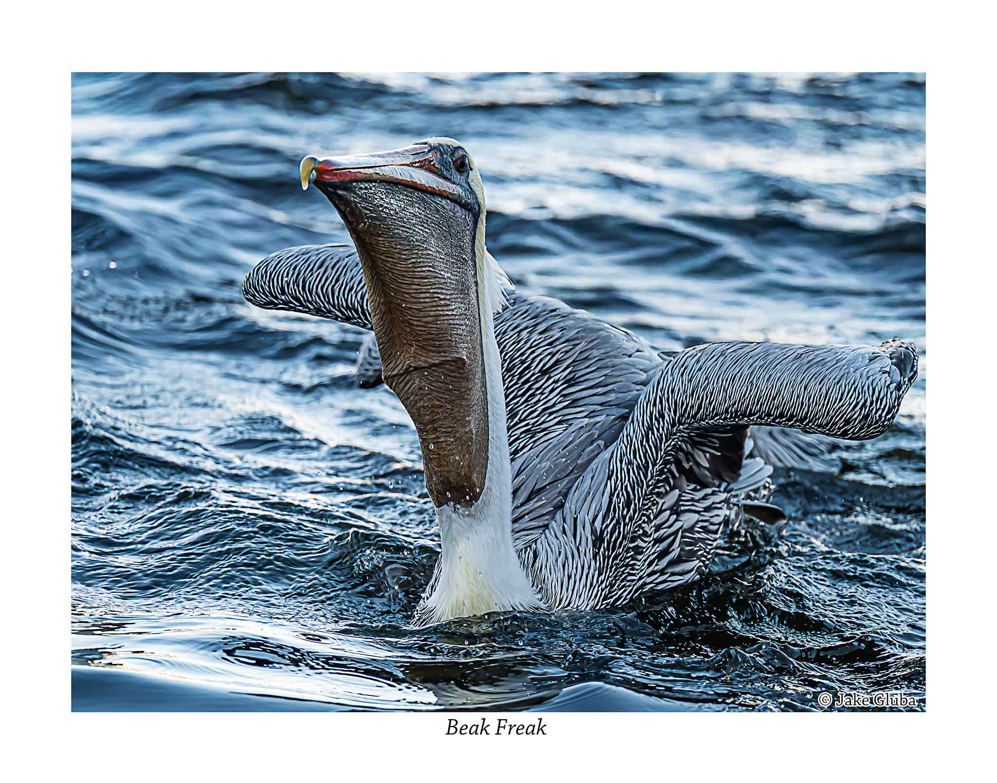 Beak Freak