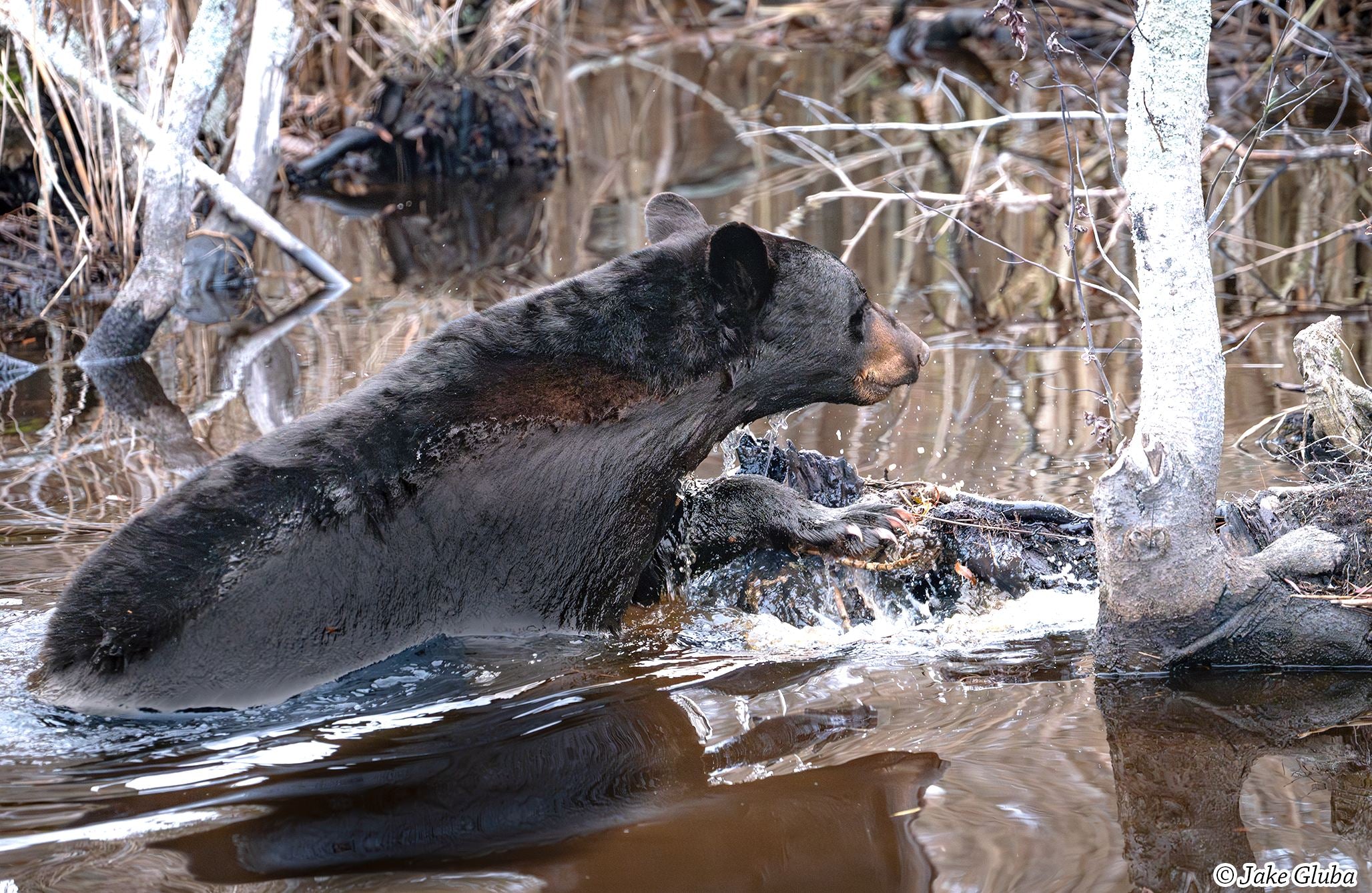 Bear Crawl