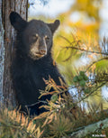 Bear With Me