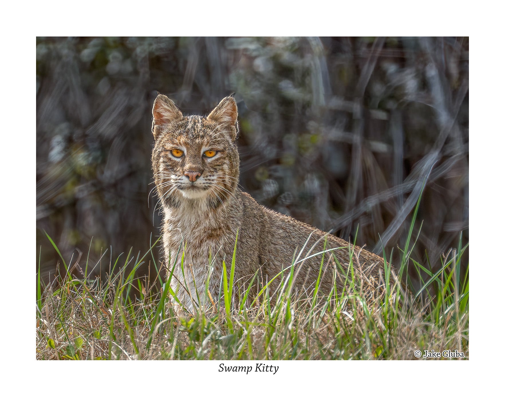 Swamp Kitty