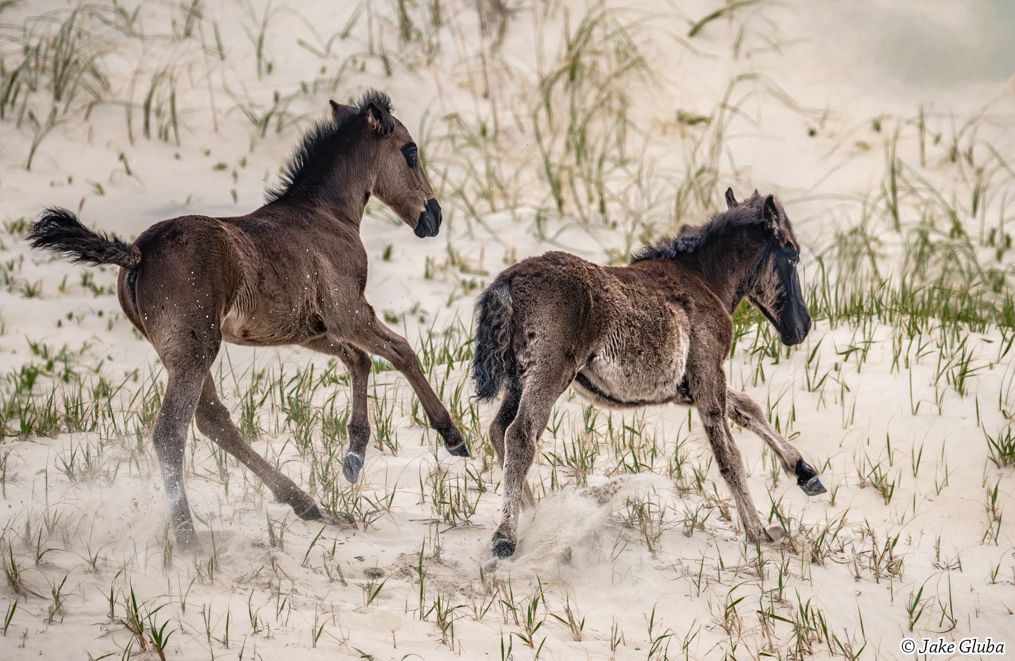Born to be Wild