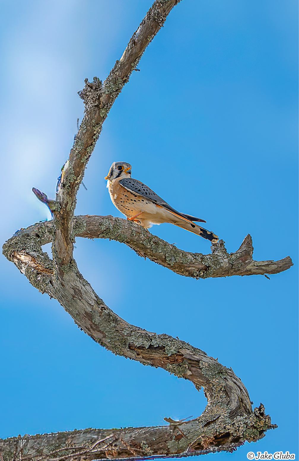 Branch Manager - Card