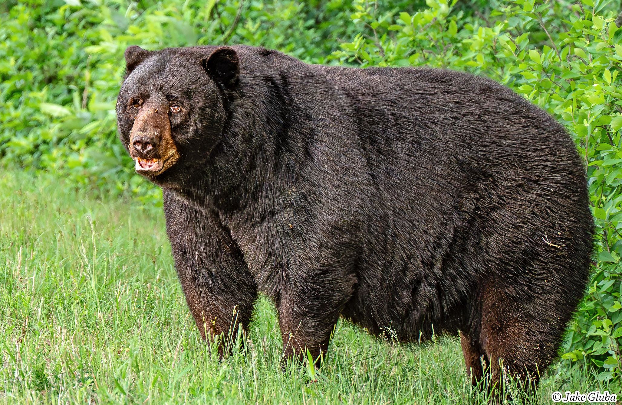 Chonk