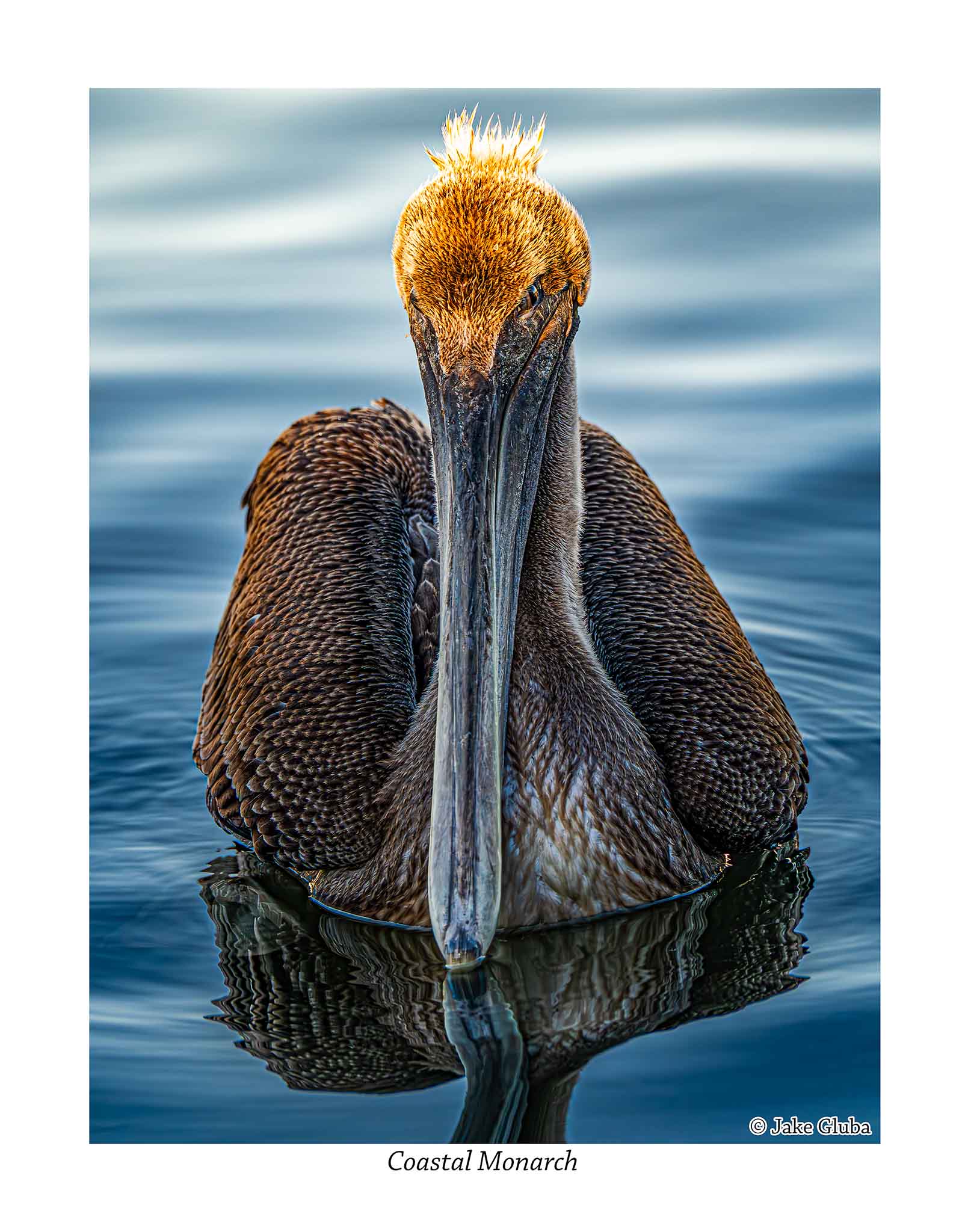 Coastal Monarch