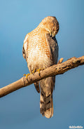 Cooper's Hawk - Card