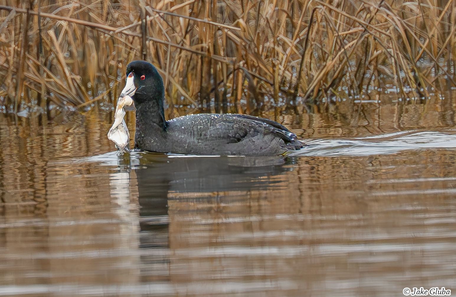 Coot Eating a Fish