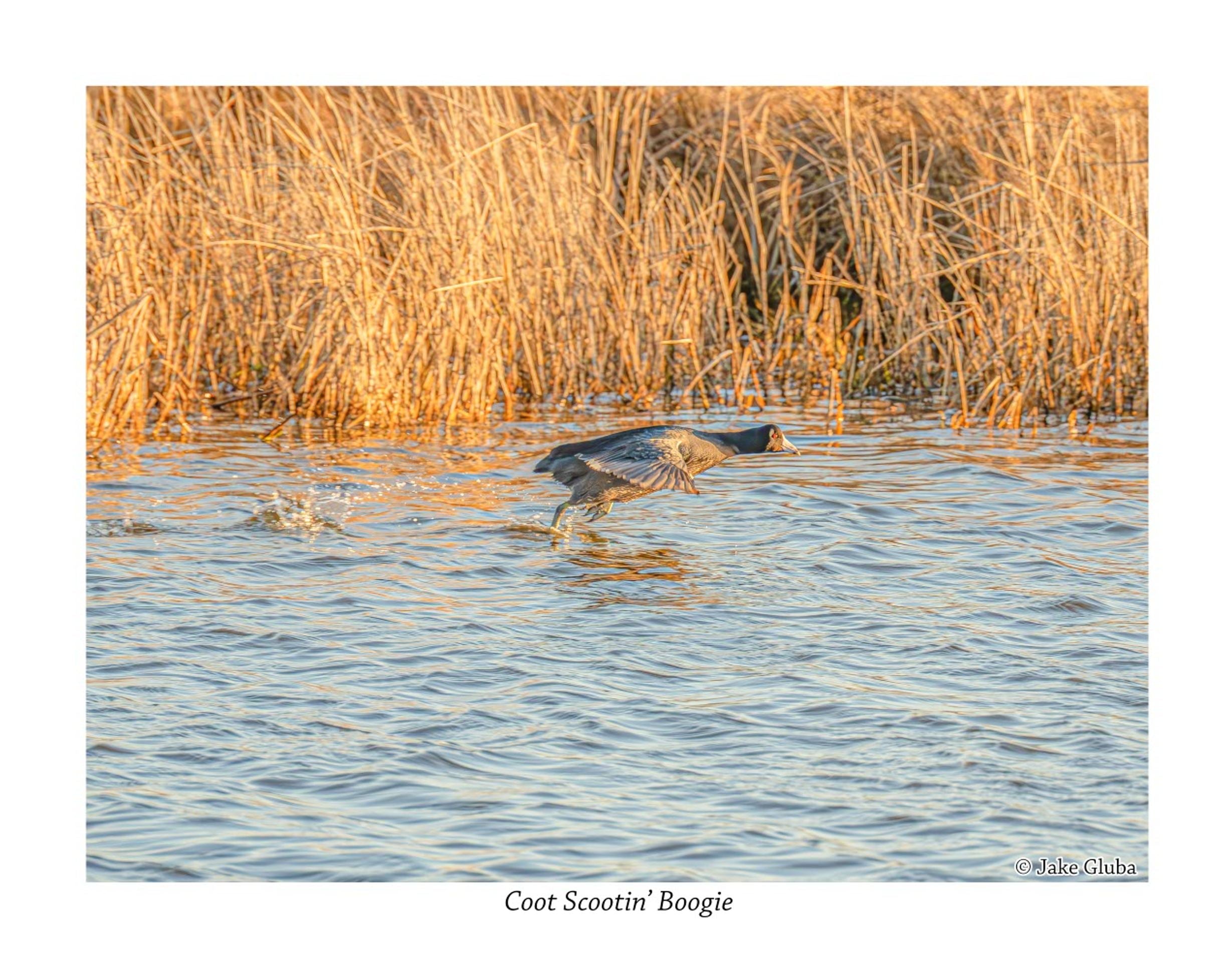 Coot Scootin' Boogie