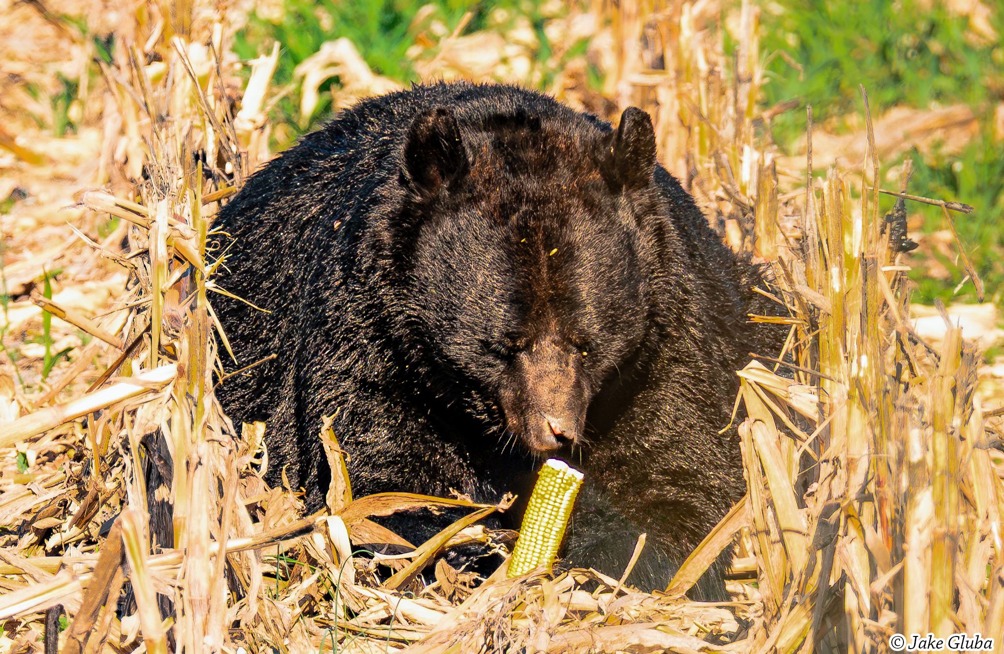 Corn Muncher