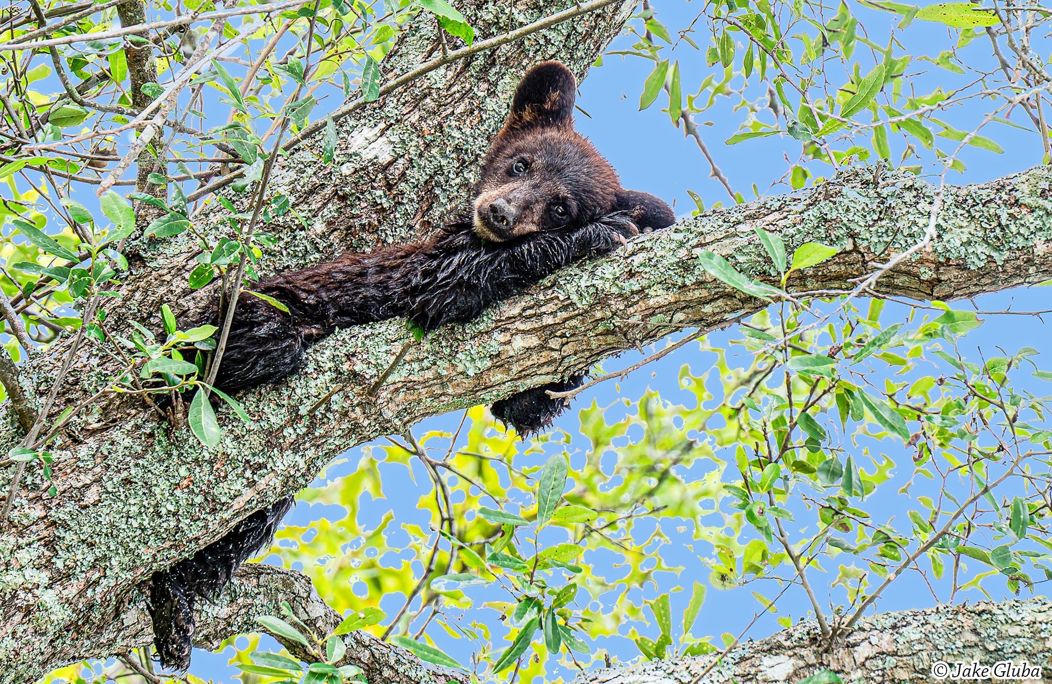 Cutie Bear