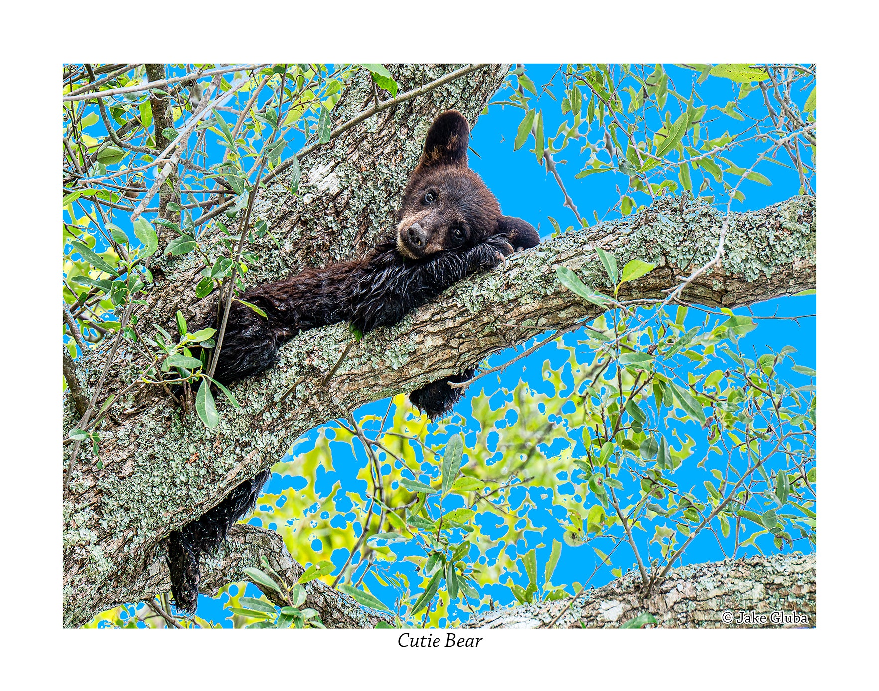 Cutie Bear