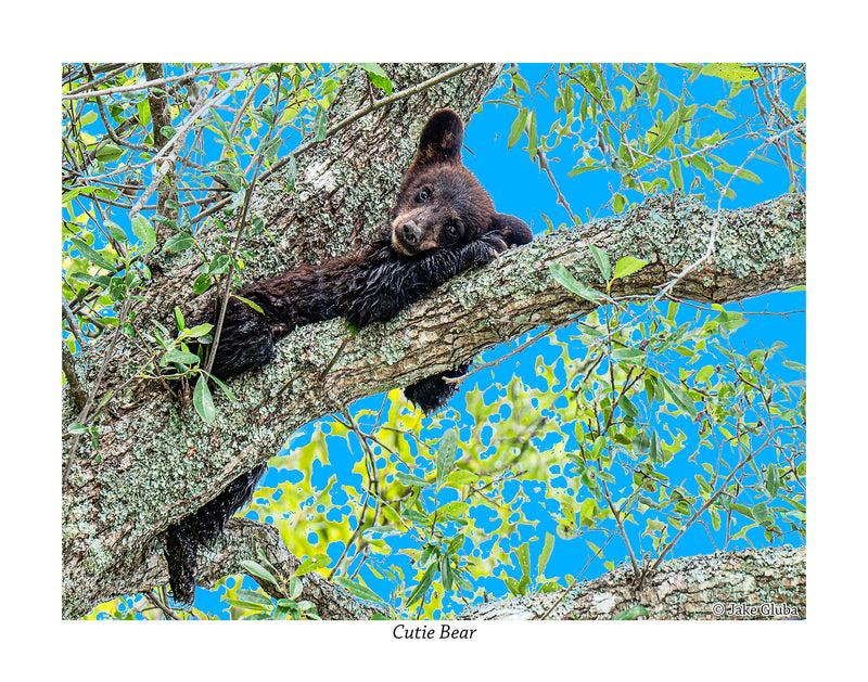 Cutie Bear