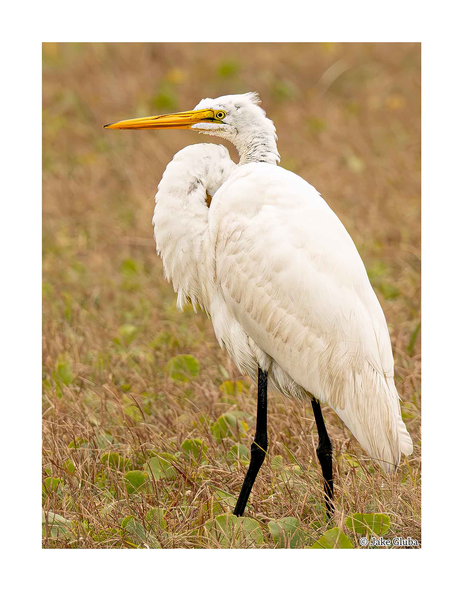 Great Egret
