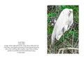 Vertical Egret