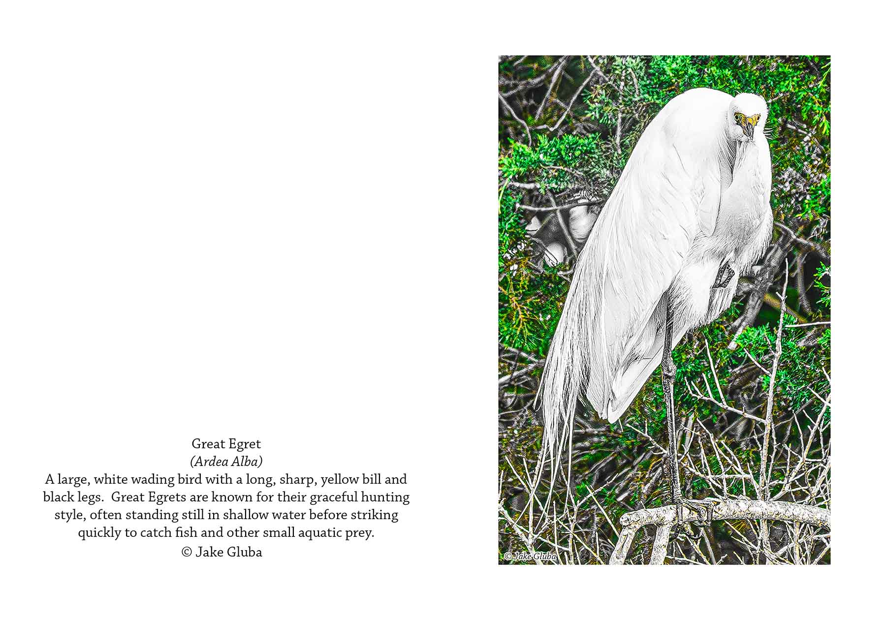 Vertical Egret