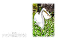Egret V