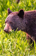 Foraging