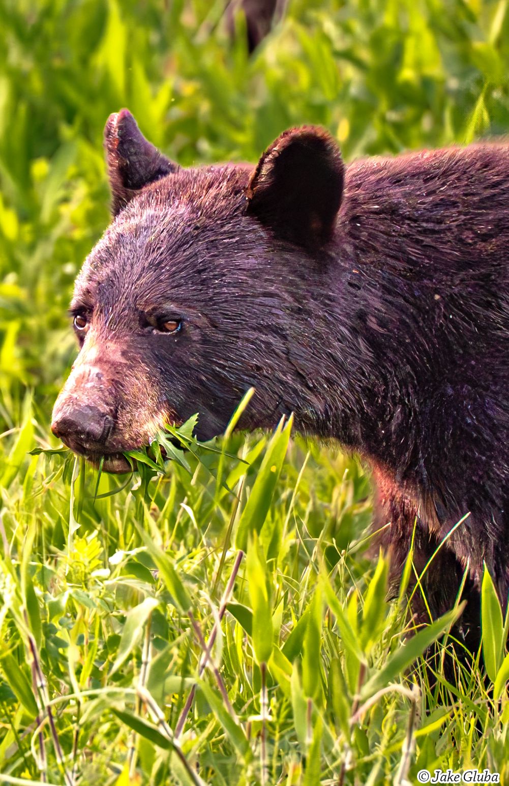 Foraging