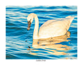 Golden Drift