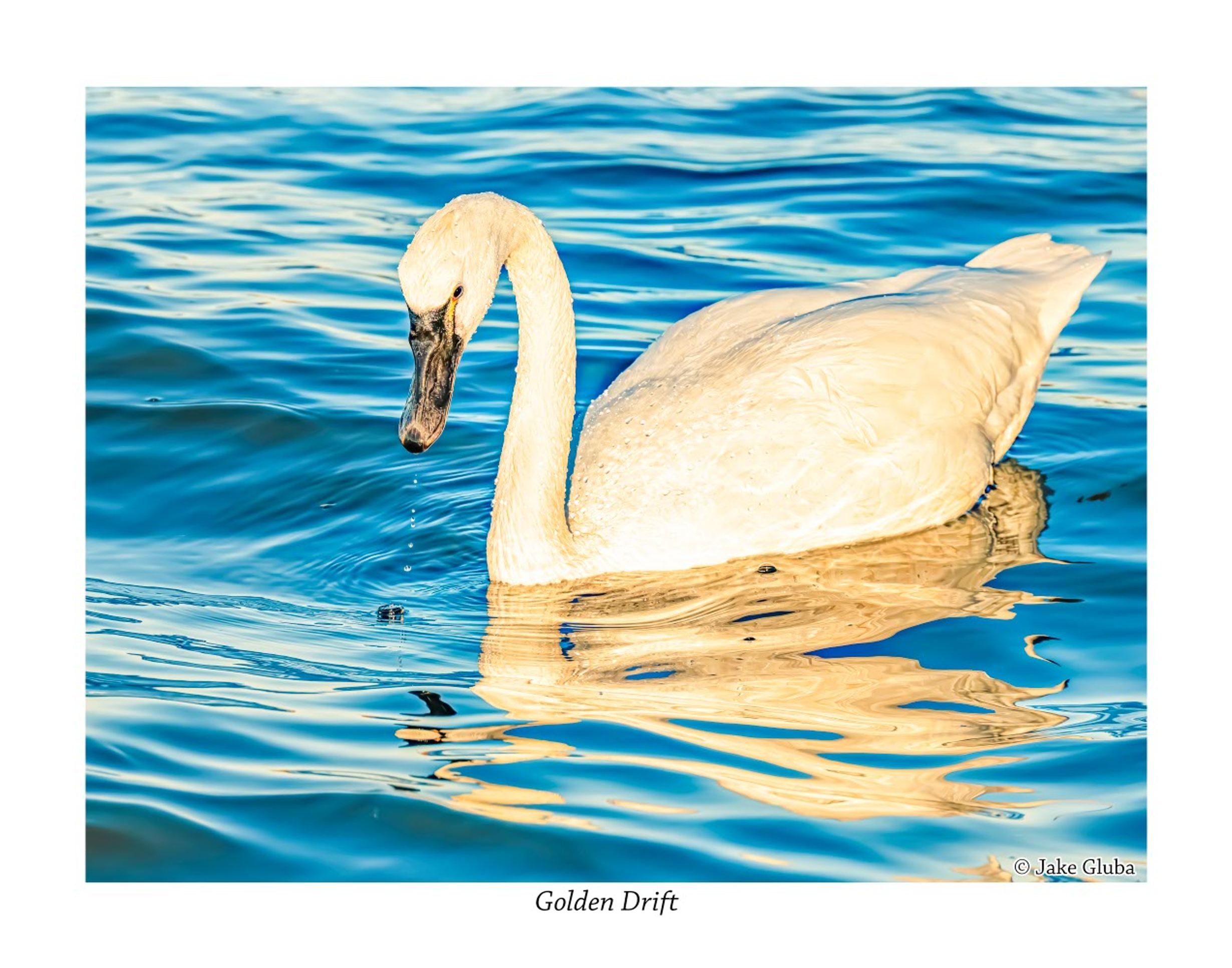 Golden Drift