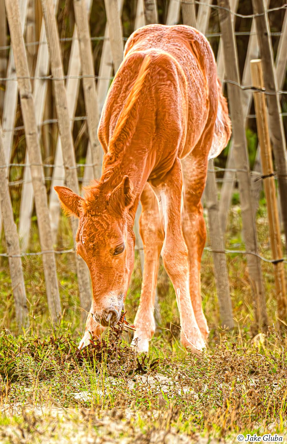 New Foal
