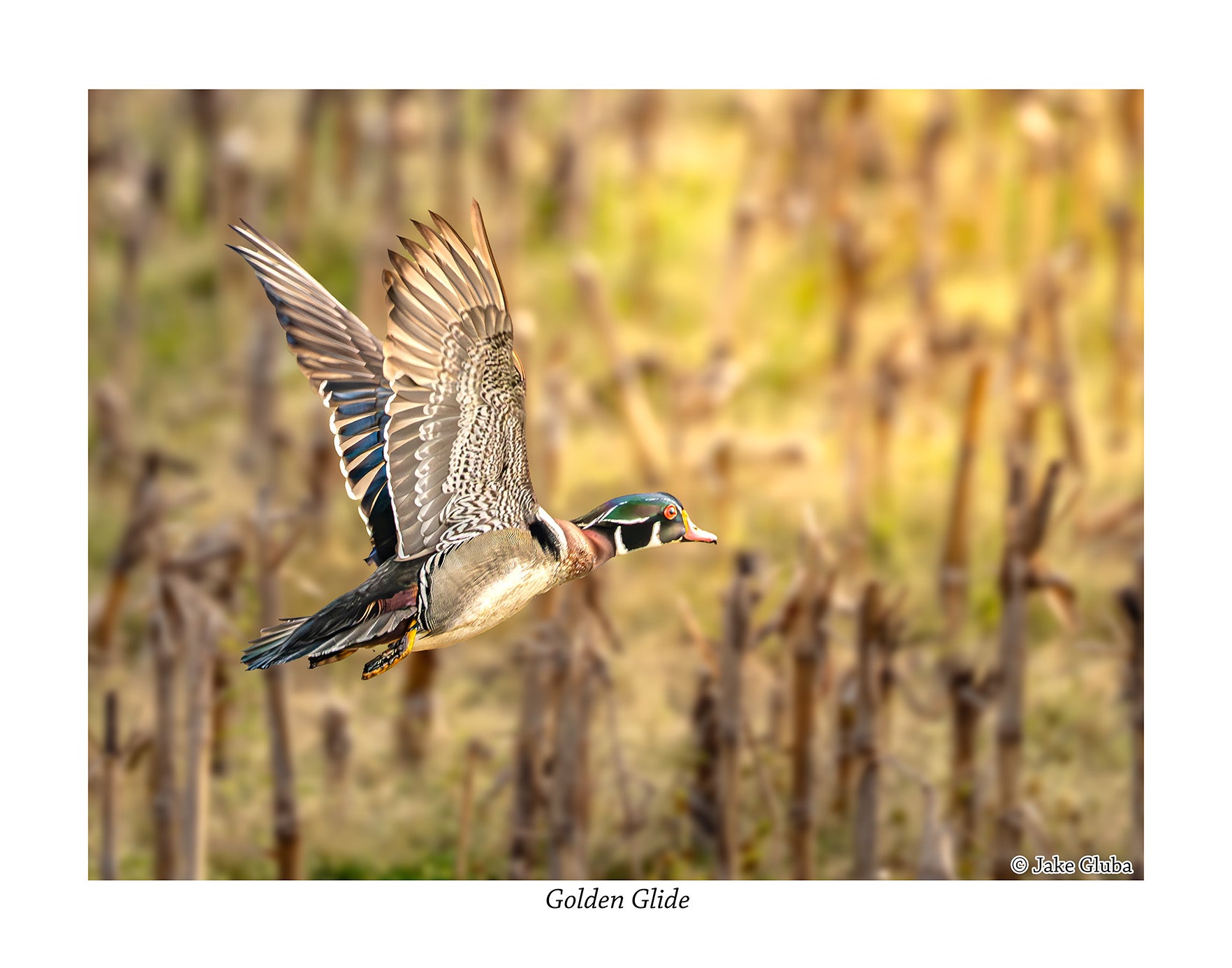Golden Glide