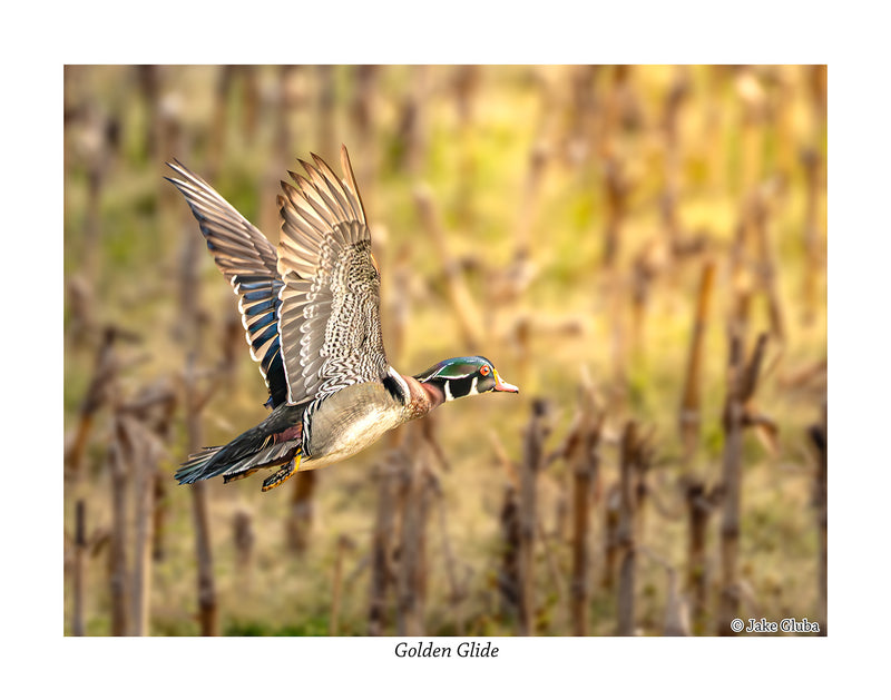 Golden Glide