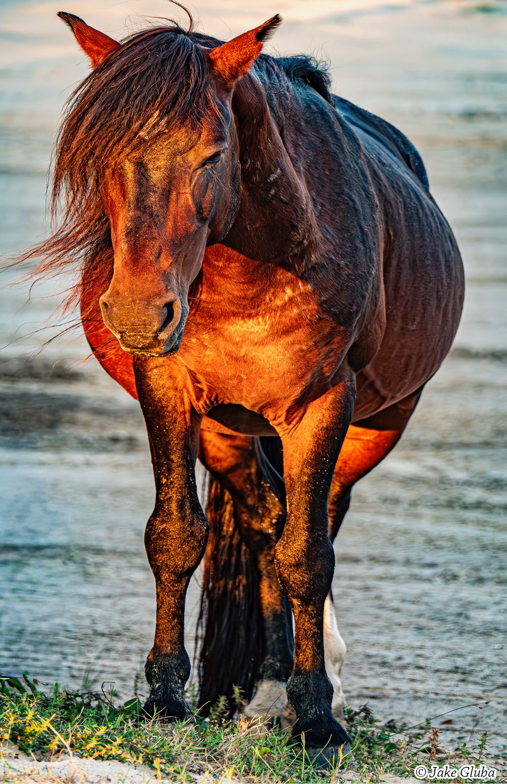 Golden Stallion
