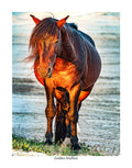 Golden Stallion