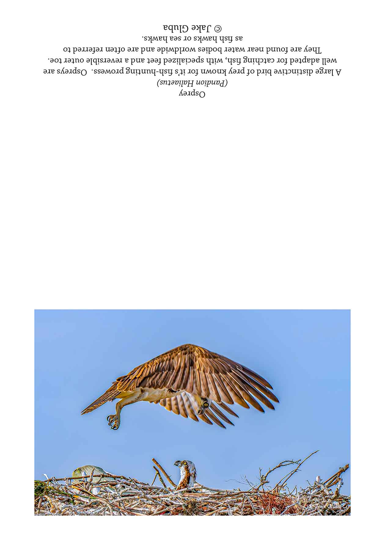 Helicopter Parent