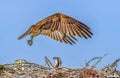 Helicopter Parent
