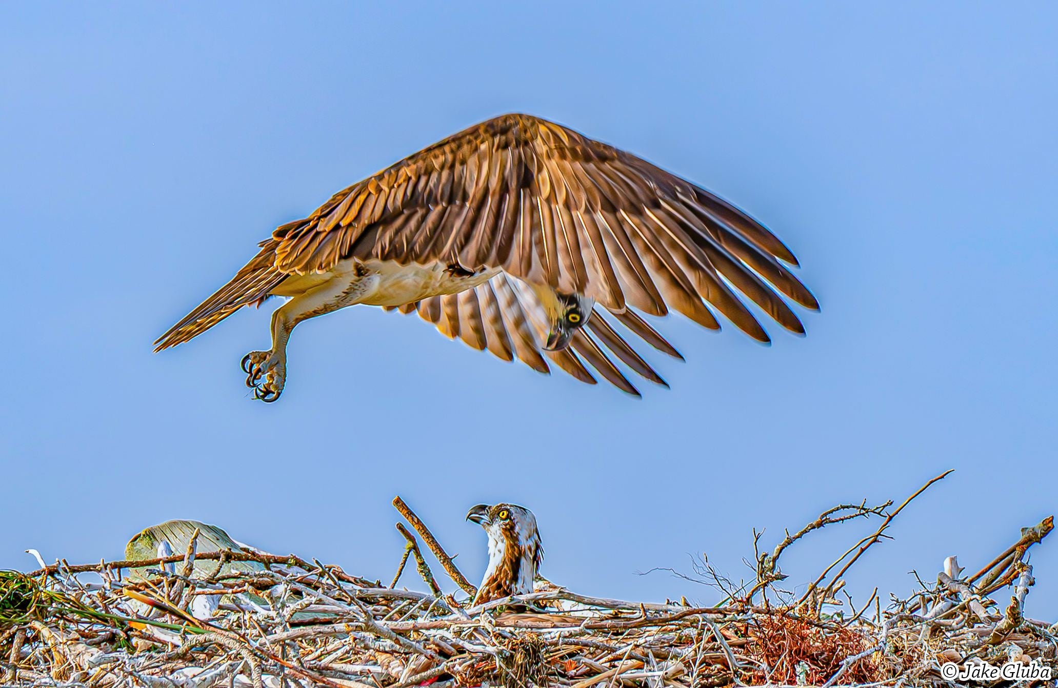 Helicopter Parent