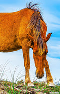 Horse V 2