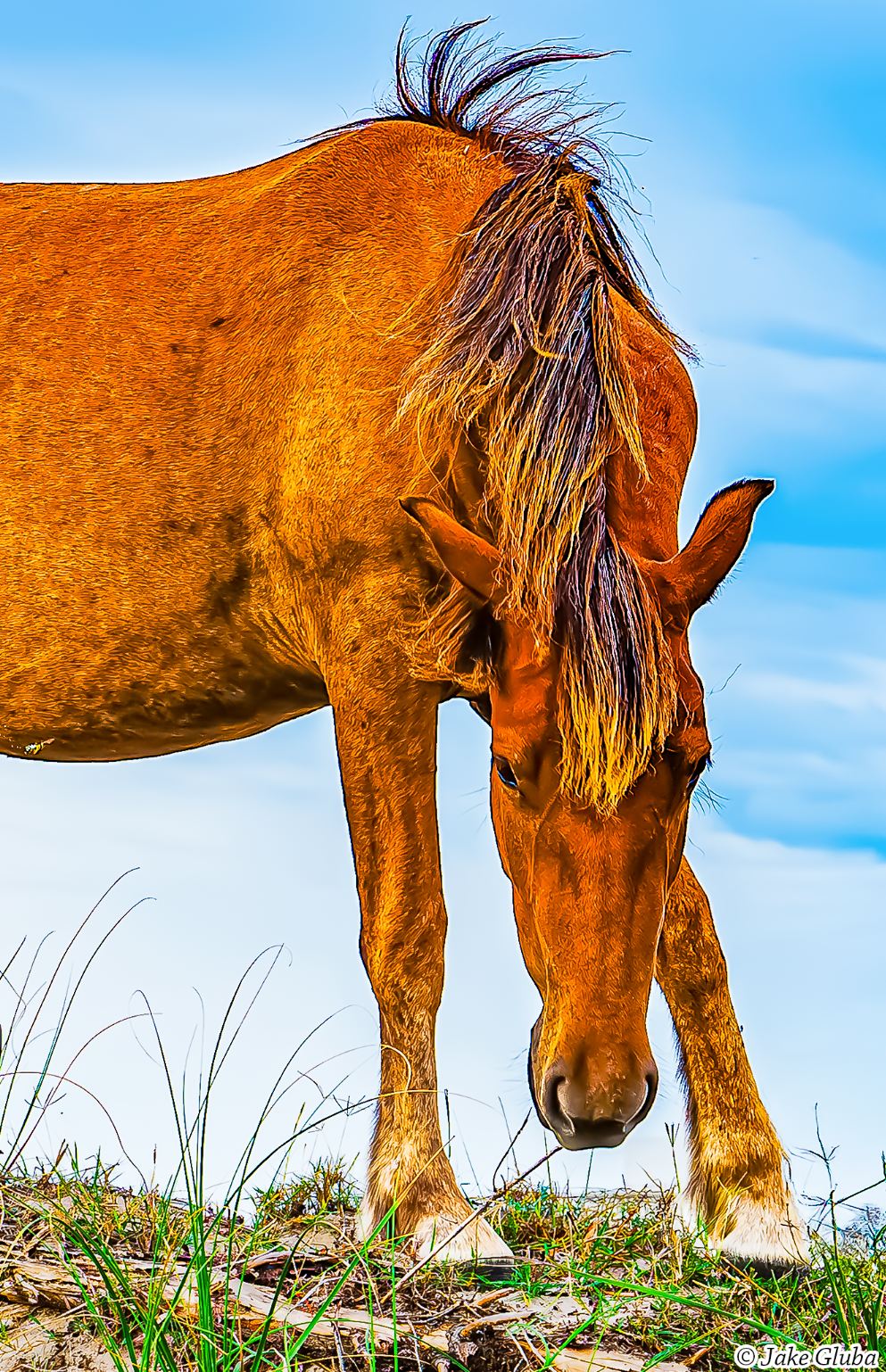 Horse V 2