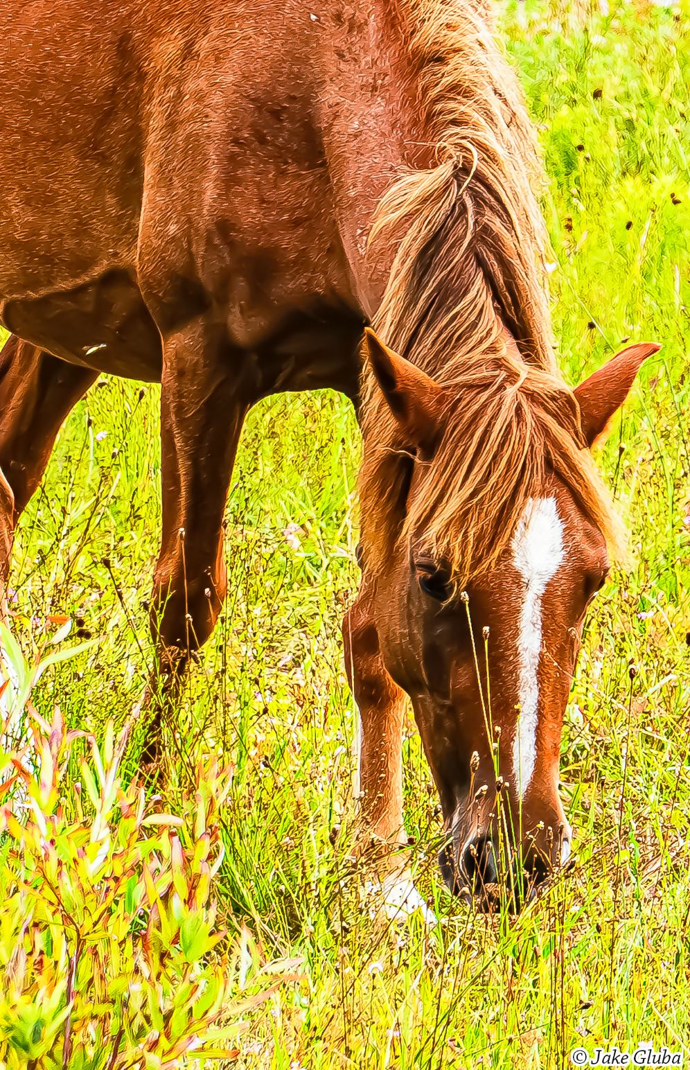 Horse V 1