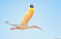 IBIS