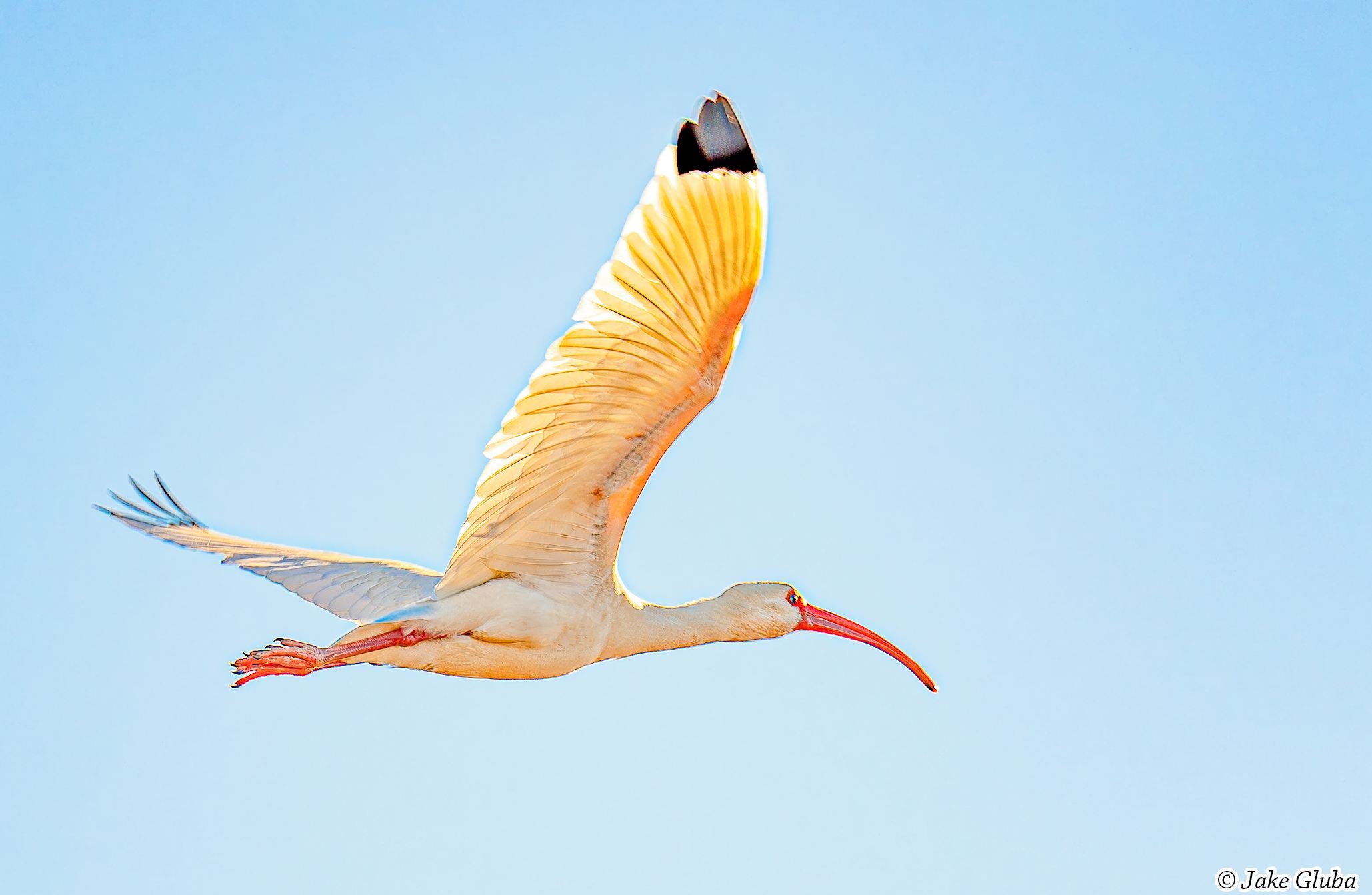 IBIS