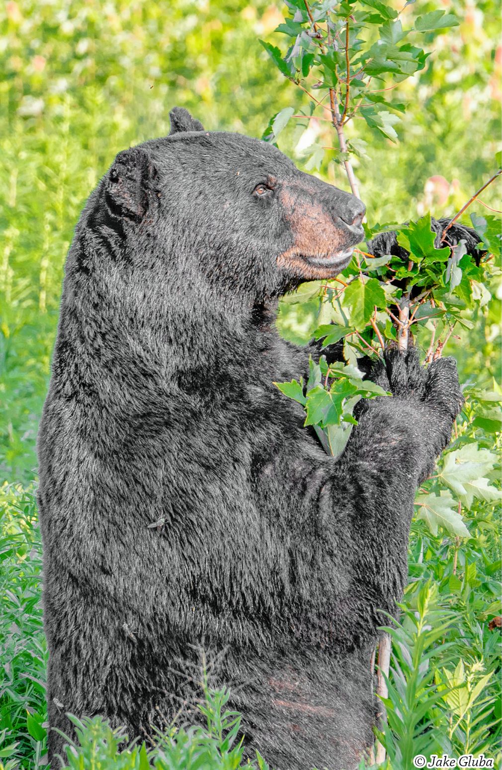 Leaf Eater