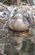 Female Mallard