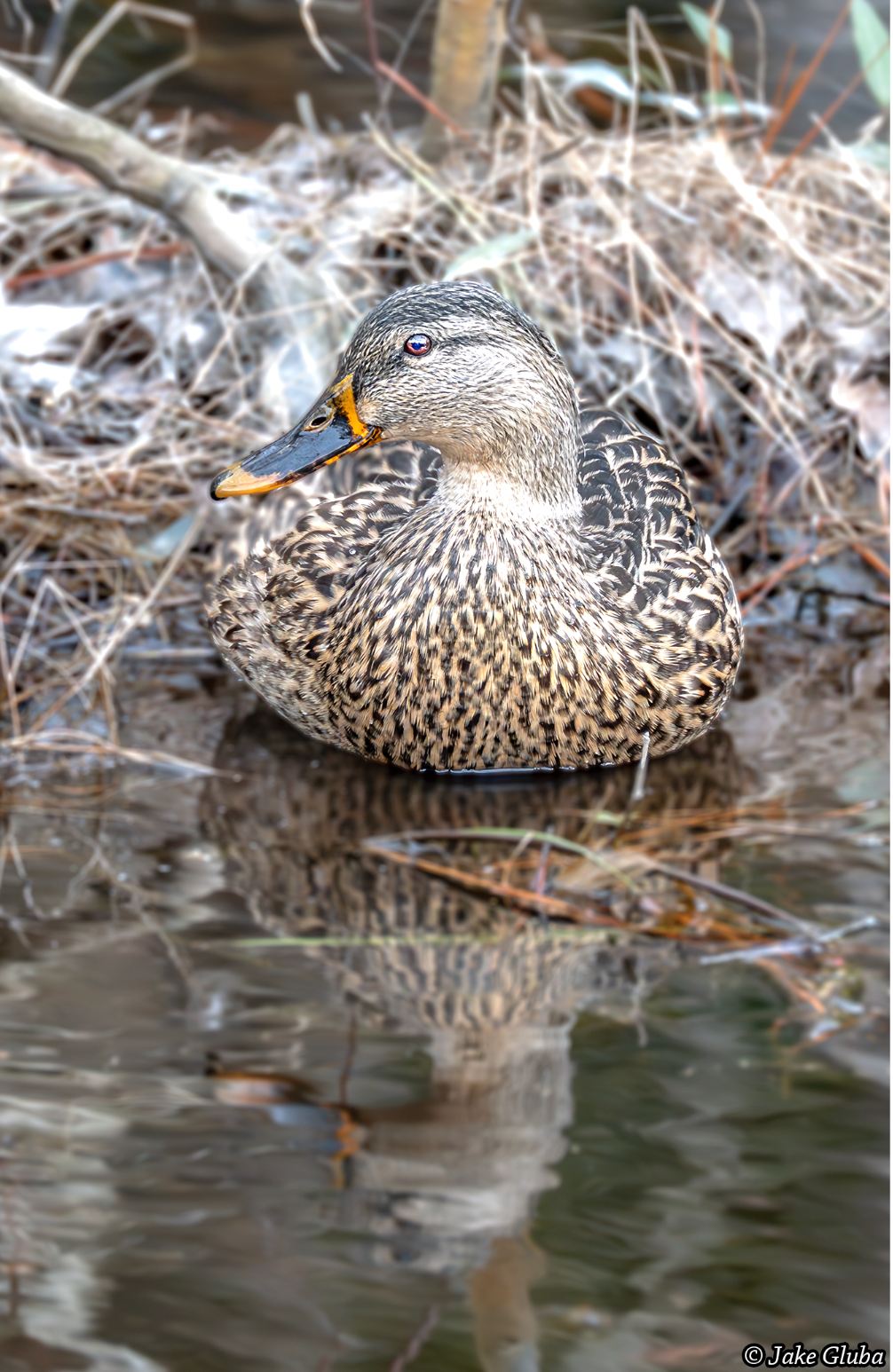Female Mallard
