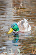 Male Mallard V
