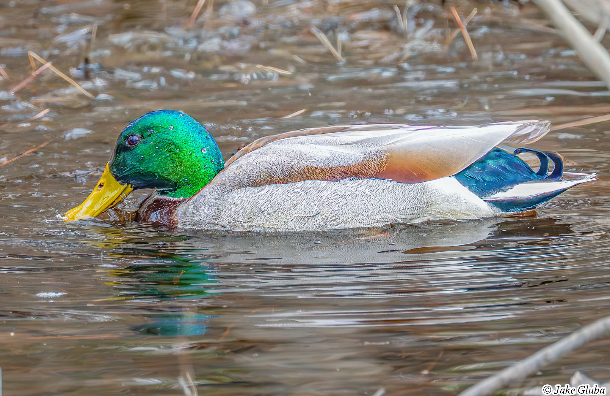 Male Mallard H