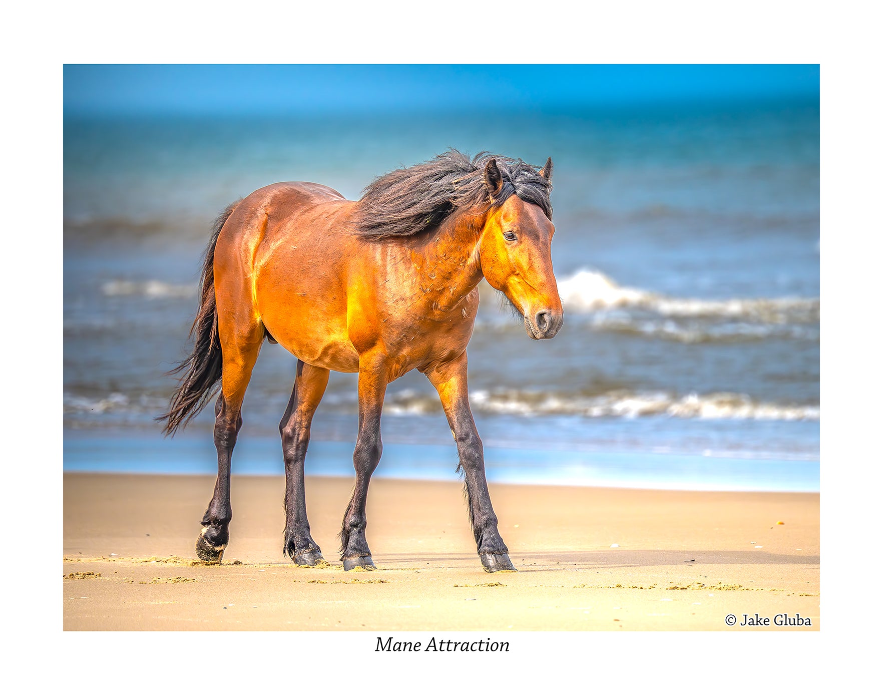 Mane Attraction