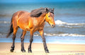 Mane Attraction