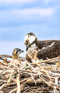 Mom With Baby