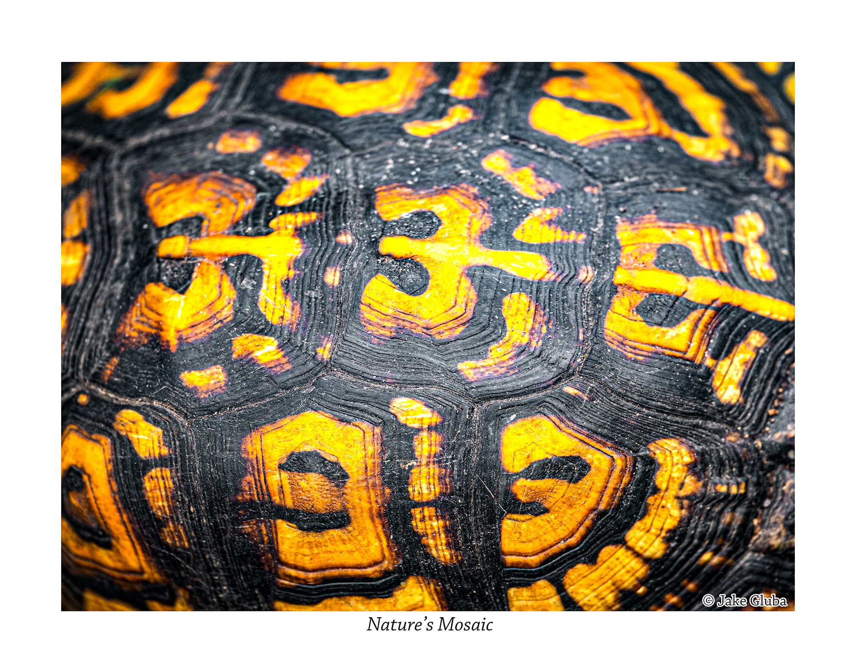 Nature's Mosaic